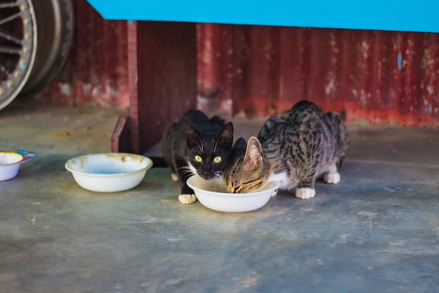 koty które jedzą suchą karmę