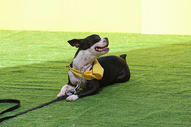 leżący pies rasy boston terrier który się cieszy
