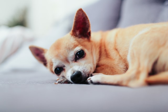 leżący pies Chihuahua