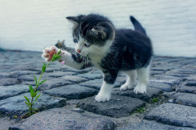 kot i niebezpieczna roślina