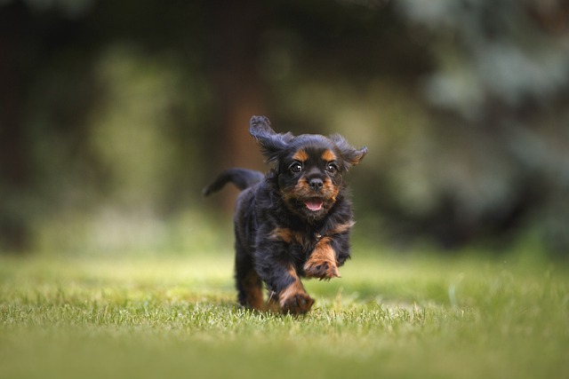 biegnący czarny mały pies rasy cavalier