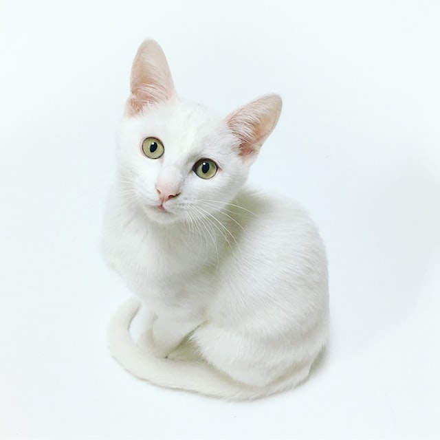 kot na białym tle