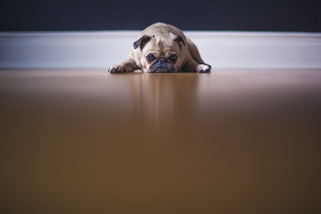 leżący pies na podłodze