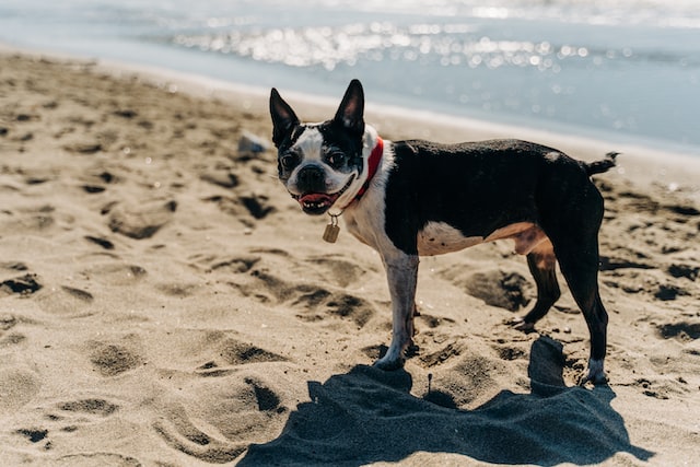 pies na plaży podczas wakacji