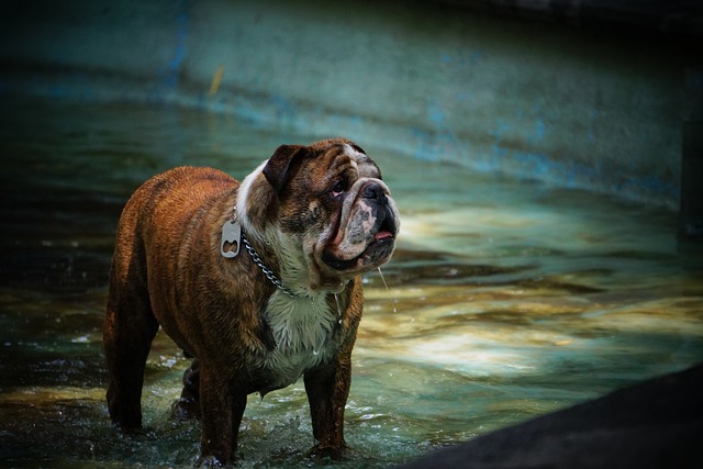 stojący bulldog w wodzie