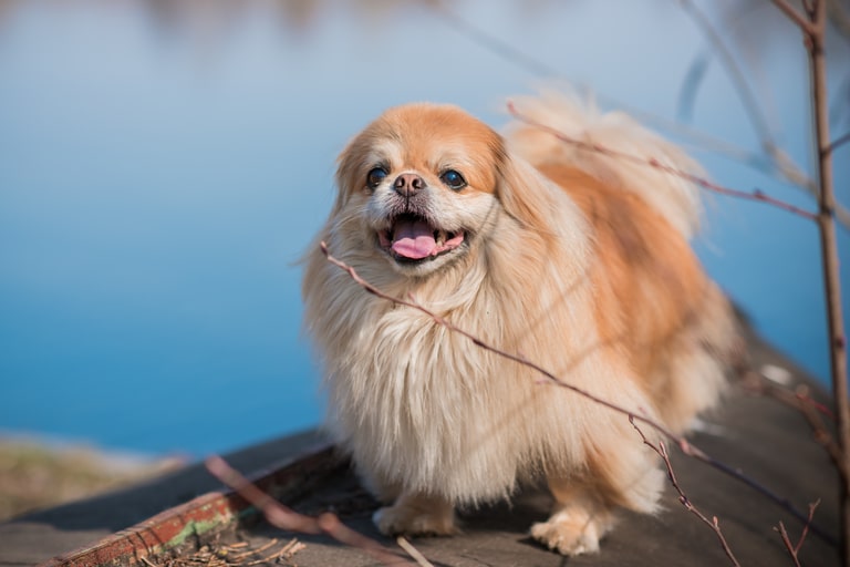 szczęśliwy rudy pies rasy pekińczyk