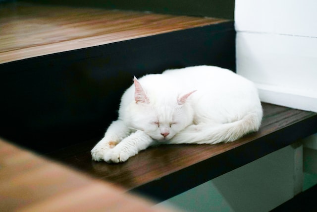 śpiący biały kot na macie