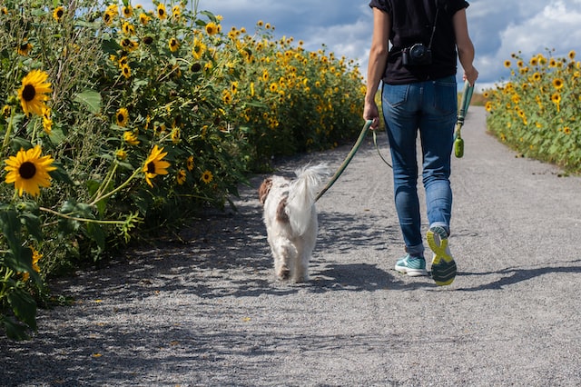 idący pies na spacerze