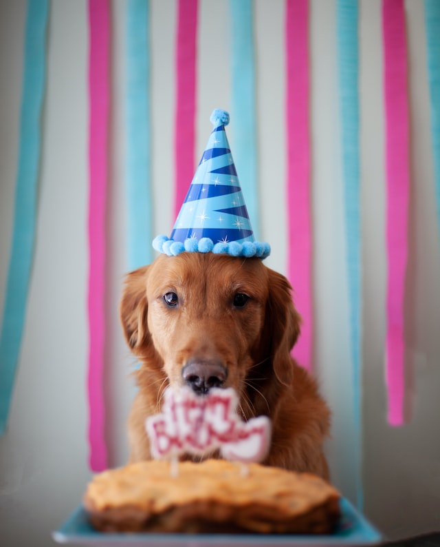 urodziny psa
