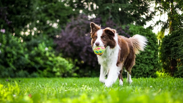 rasa psa, który gra w piłkę