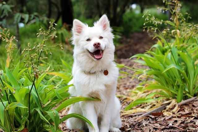biały pies który siedzi na trawie
