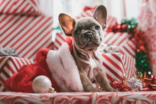 siedzący pies przy prezentach