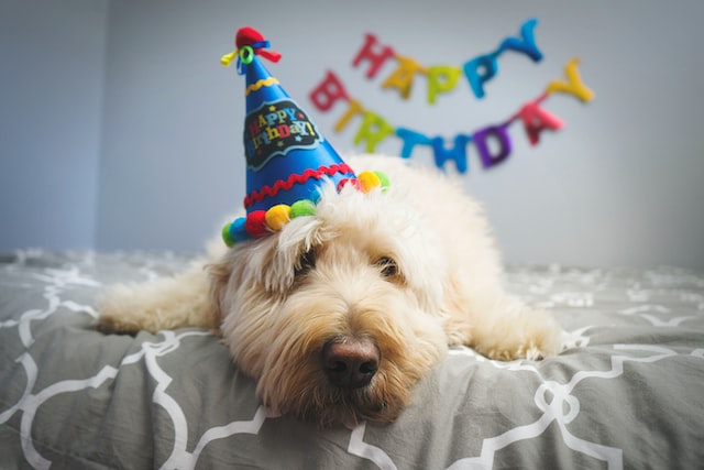 psie urodziny