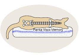 pianka visco memory stosowana w legowiskach ortopedycznych