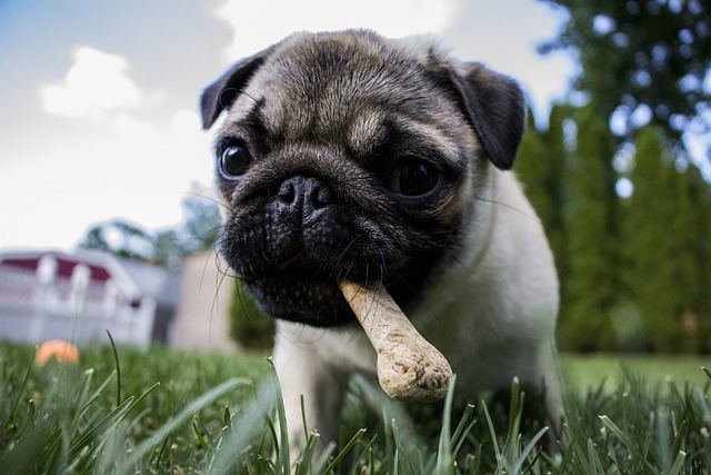 kochany pies rasy mops stojący na trawie z kością w buzi
