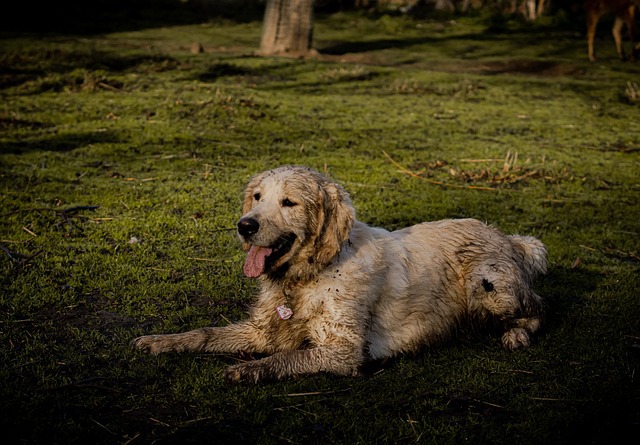 brudny pies leżący na trawie