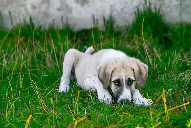 leżący duży chory pies na trawie