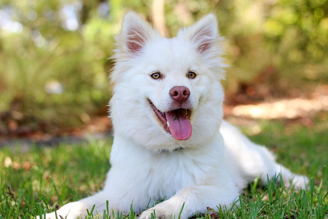 biały pies który leży na trawie