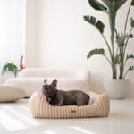 leżący amstaff w legowisku beżowym palermo