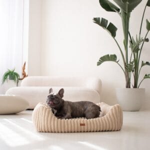 leżący amstaff w legowisku beżowym palermo