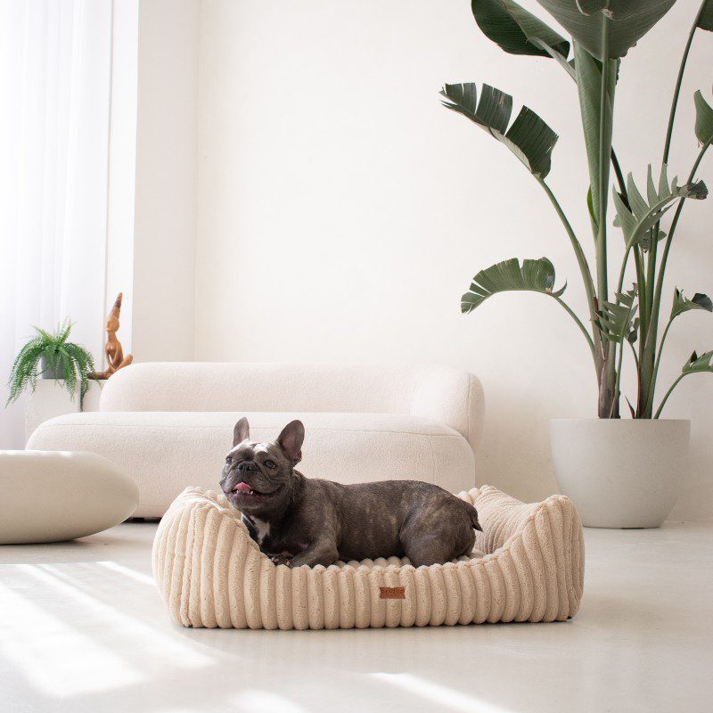 leżący amstaff w legowisku beżowym palermo