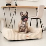 amstaff w legowisku palermo