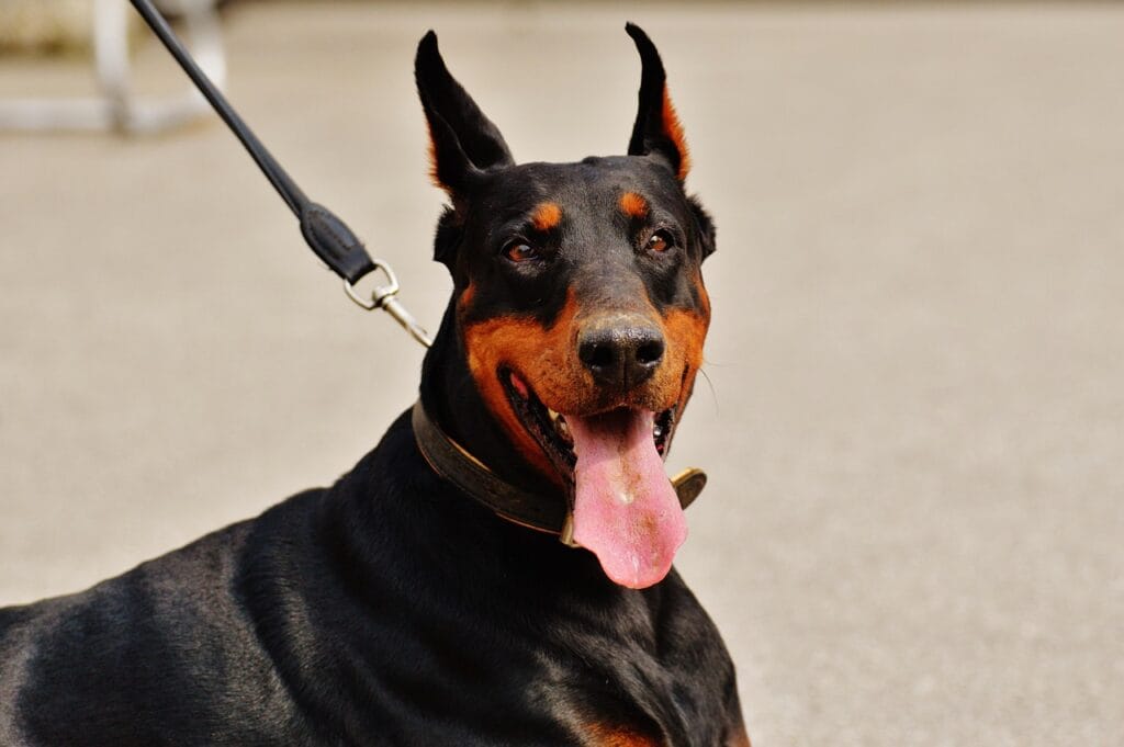 czarny doberman na smyczy klasycznej