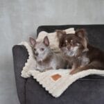 dwa psy na kocyku palermo