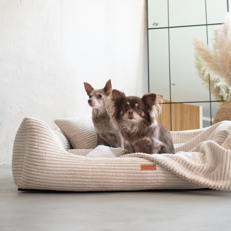 dwa psy w jednym beżowym legowisku rimini