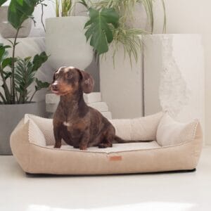 siedzący jamnik w beżowej kanapie dla psa ancona