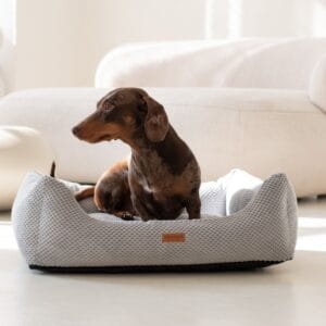 siedzący jamnik w szarym legowisku dla psa prato