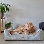 leżacy pudel w jasnoszarym legowisku milano