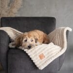 leżący pies na beżowym kocyku palermo