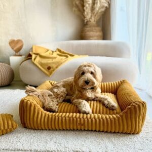 leżacy maltipoo w legowisku musztardowym palermo