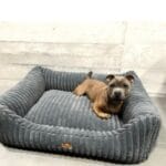 mały pies w legowisku ortopedycznym palermo