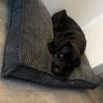 czarny pies na legowisku ortopedycznym bresso