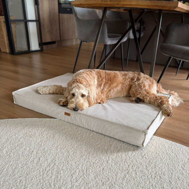 szare legowisko dla psa ortopedyczne torino z psem