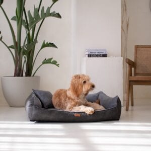 leżący pies w ciemnoszarej kanapie dla psa ancona