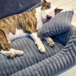 pies w ciemnoszarym legowisku palermo