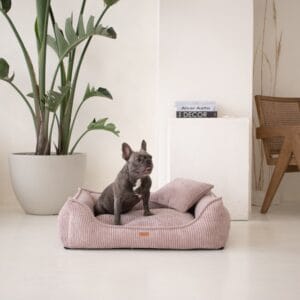 amstaff siedzący w legowisku milano