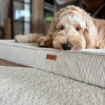 pies na materacu dla psa ortopedycznym torino