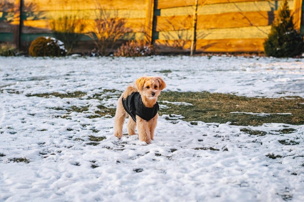 maltipoo na sniegu