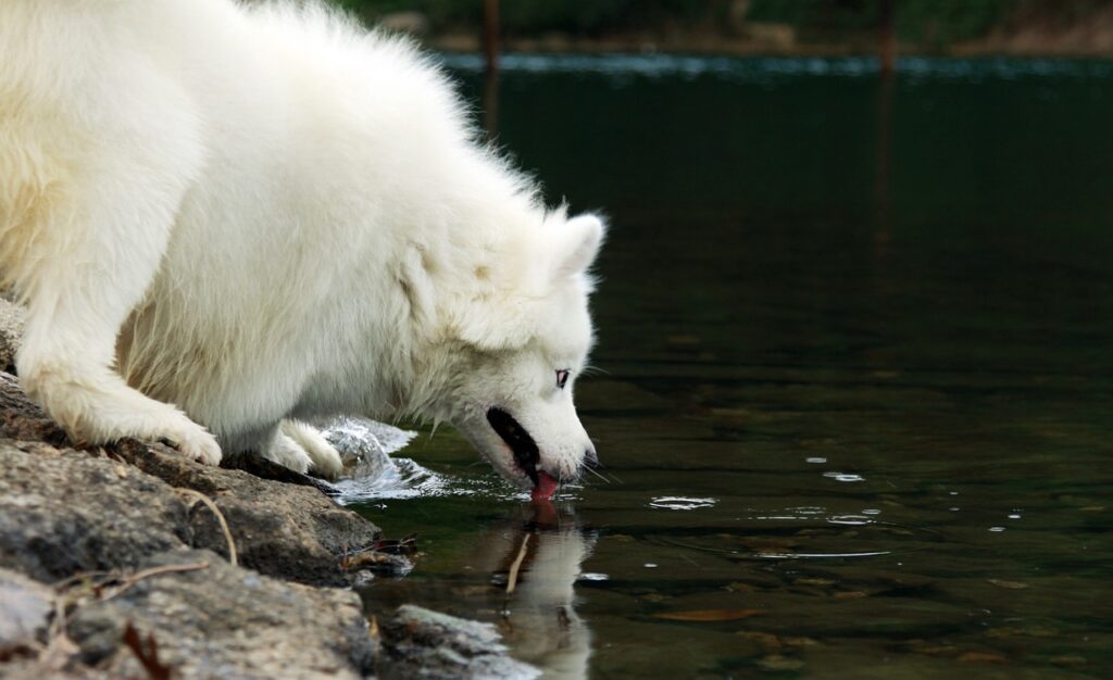 biały samojed pijący wode