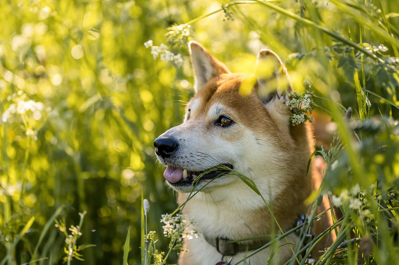 akita inu