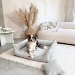 vorder collie w kanapie dla psa szarej torino