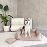 husky w kanapie torino