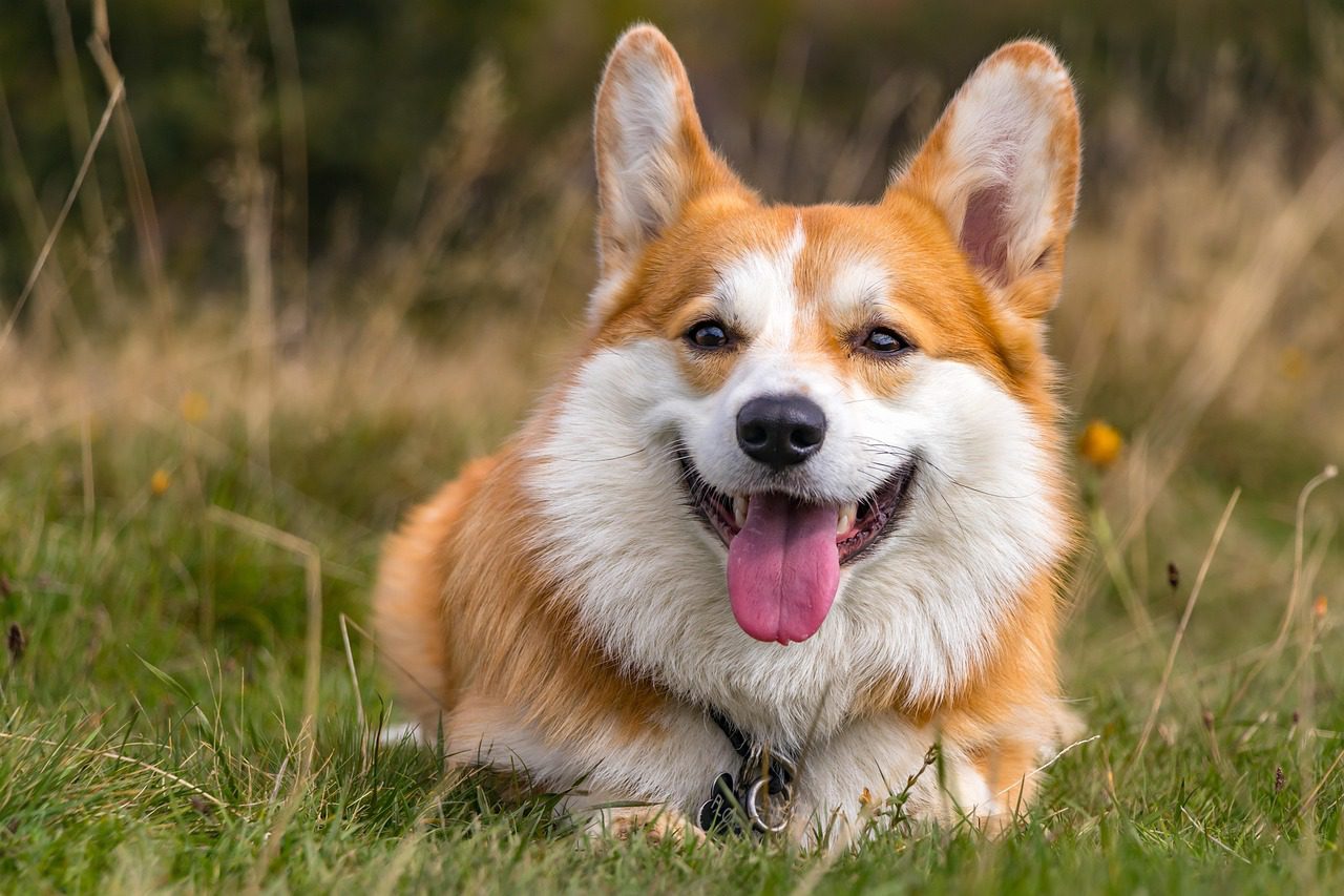 leżący corgi
