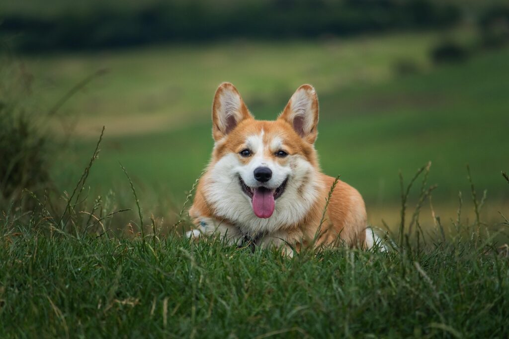 pies corgi