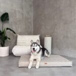 lezacy pies w legowisku ortopedycznym roma