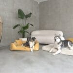 materac i kanapa torino z psami